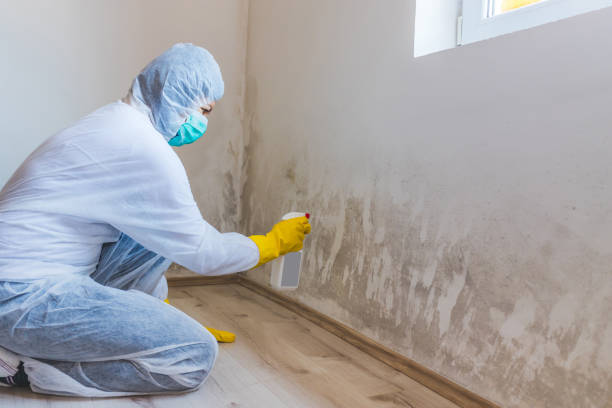 Best Mold Damage Restoration  in Ramsey, NJ