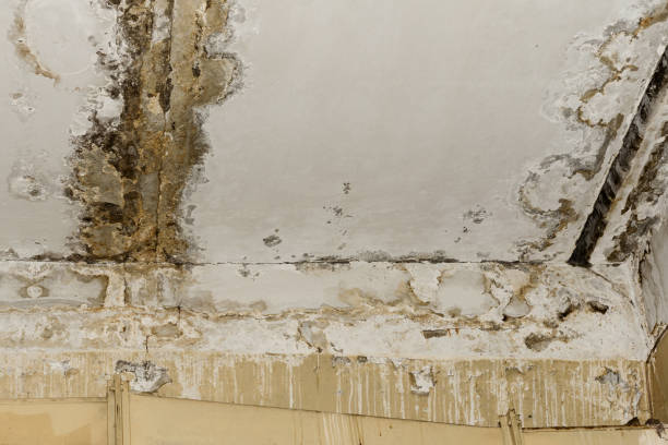 Best Mold Odor Removal Services  in Ramsey, NJ