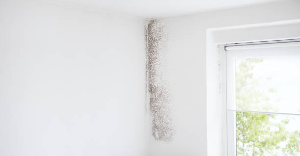 Environmental Consulting for Mold Prevention in Ramsey, NJ