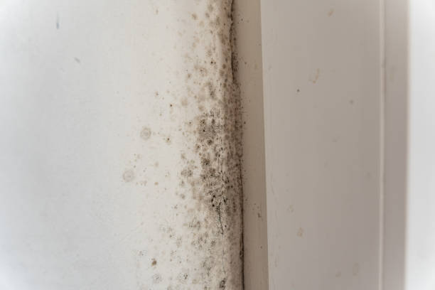 Best Emergency Mold Remediation  in Ramsey, NJ